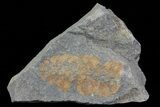 Ordovician Soft-Bodied Fossil (Duslia?) - Morocco #80257-1